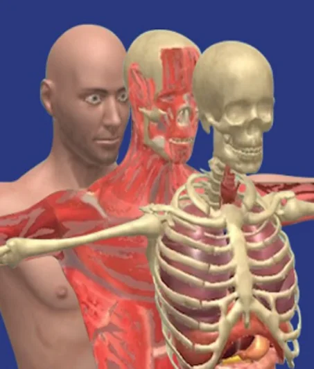 Human Anatomy